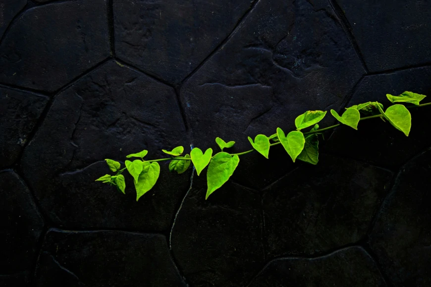 Photo of a vine plotting to take over a stone wall