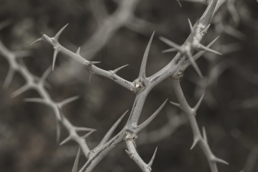 Photo of Wild Thorns